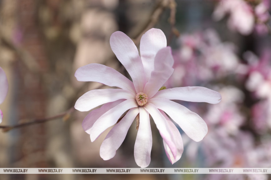 В Бресте раньше времени распустилась магнолия
