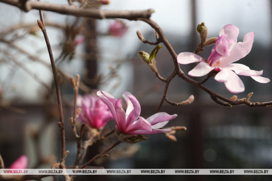 В Бресте раньше времени распустилась магнолия