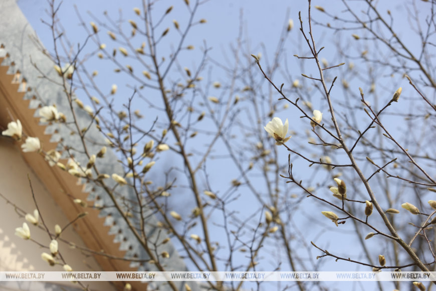 В Бресте раньше времени распустилась магнолия