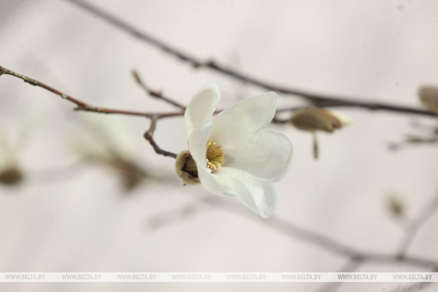 В Бресте раньше времени распустилась магнолия