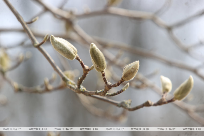 В Бресте раньше времени распустилась магнолия