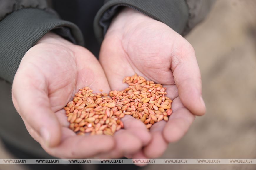 Личный кабинет в кабине трактора и ролики в TikTok. Аграрии Брестской области рассказали о буднях посевной