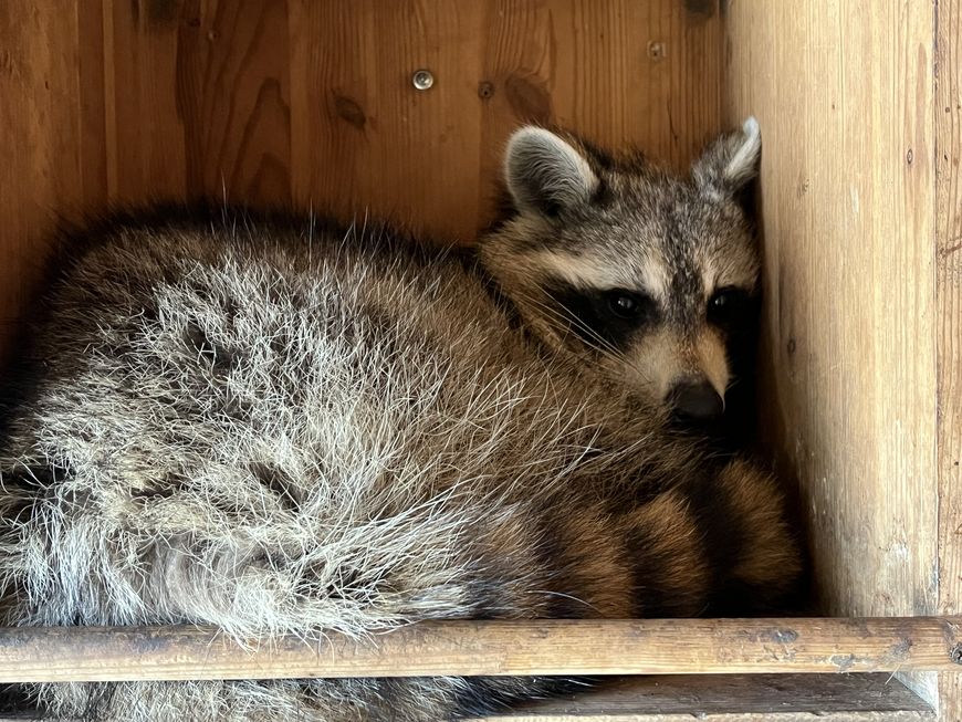 еноту-путешественнику из США