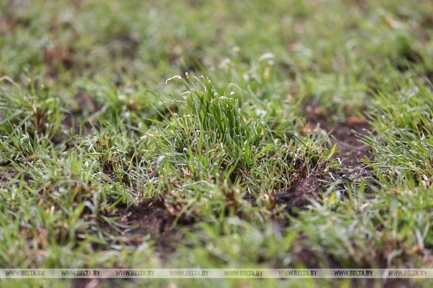 В Лунинецком районе завершили сев зерновых и приступили к травам