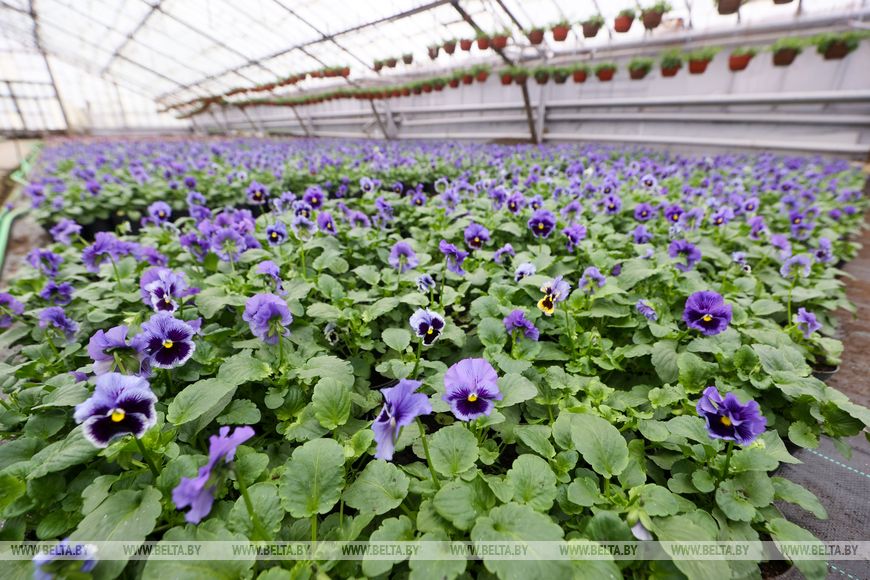 Миллион красок для любимого города: Коммунальник раскрывает цветочные планы на сезон