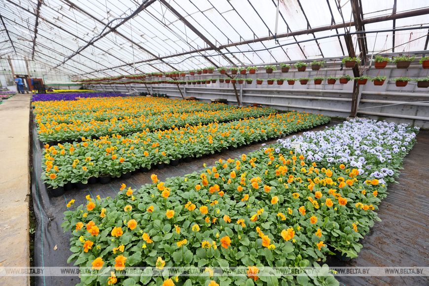 Миллион красок для любимого города: Коммунальник раскрывает цветочные планы на сезон