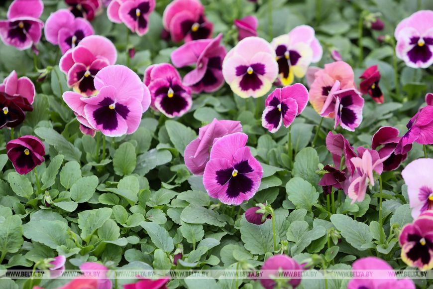 Миллион красок для любимого города: Коммунальник раскрывает цветочные планы на сезон