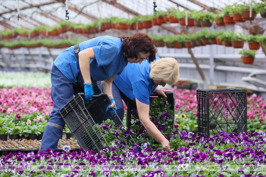 Миллион красок для любимого города: Коммунальник раскрывает цветочные планы на сезон