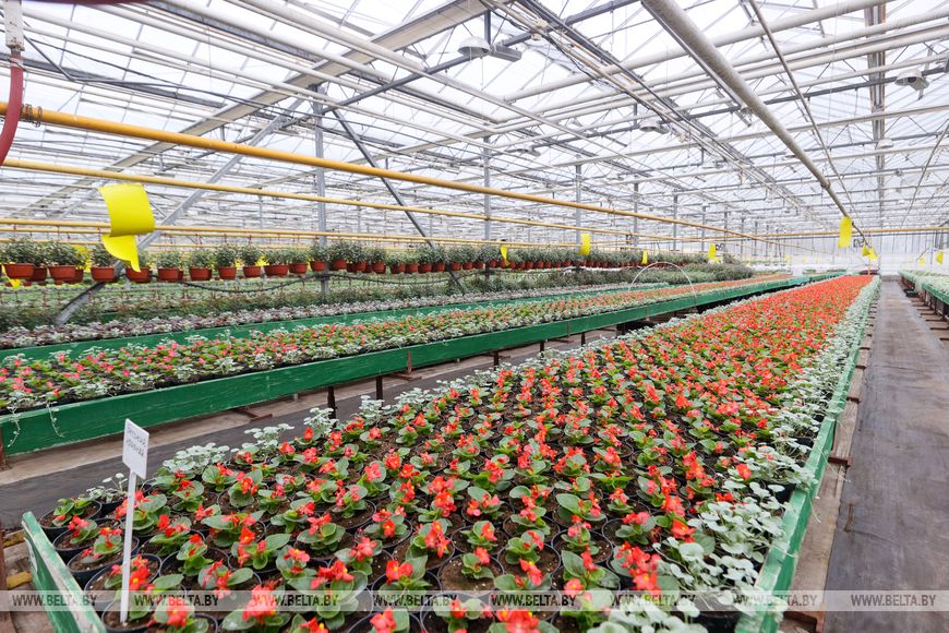 Миллион красок для любимого города: Коммунальник раскрывает цветочные планы на сезон