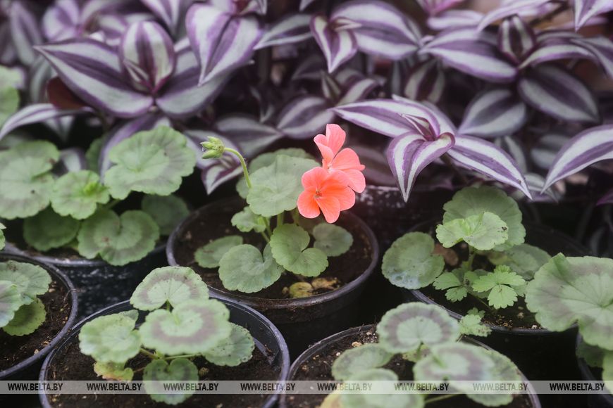 Миллион красок для любимого города: Коммунальник раскрывает цветочные планы на сезон