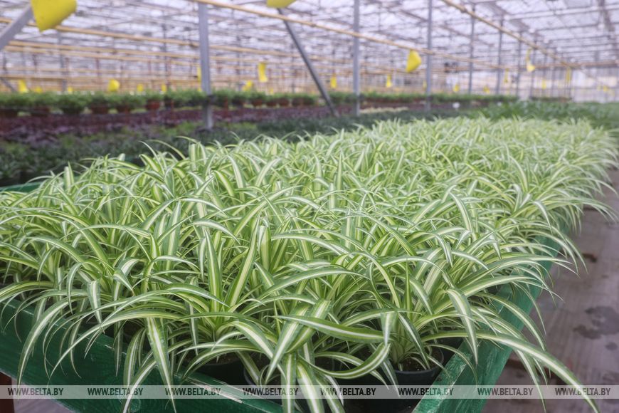 Миллион красок для любимого города: Коммунальник раскрывает цветочные планы на сезон