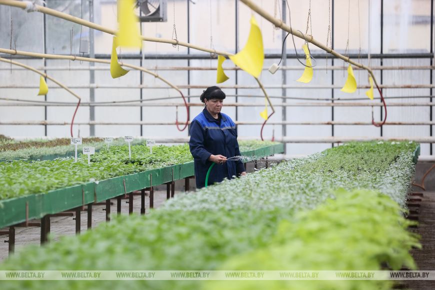 Миллион красок для любимого города: Коммунальник раскрывает цветочные планы на сезон