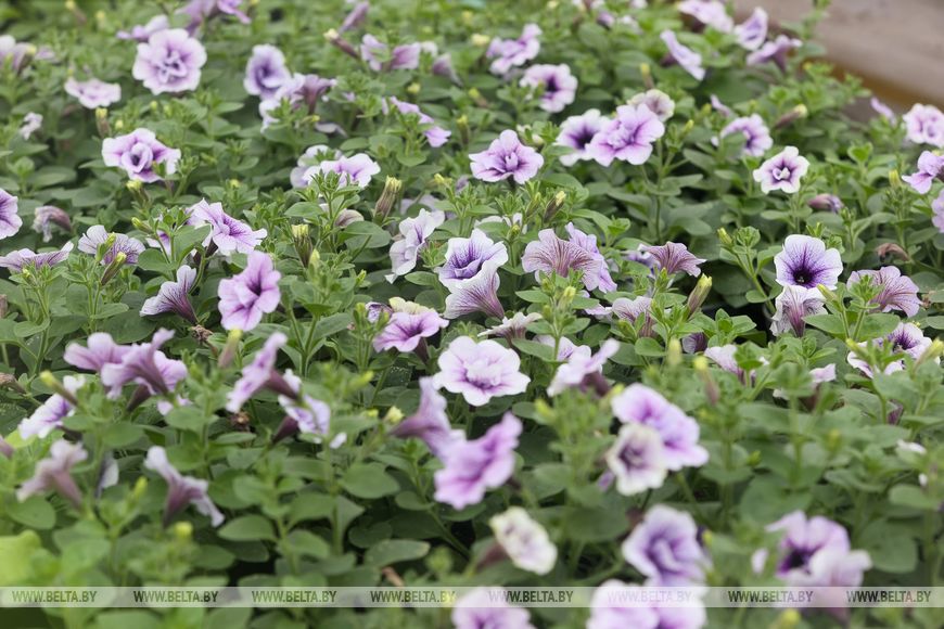 Миллион красок для любимого города: Коммунальник раскрывает цветочные планы на сезон