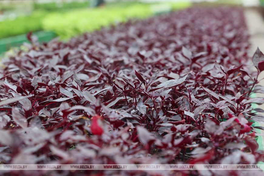 Миллион красок для любимого города: Коммунальник раскрывает цветочные планы на сезон