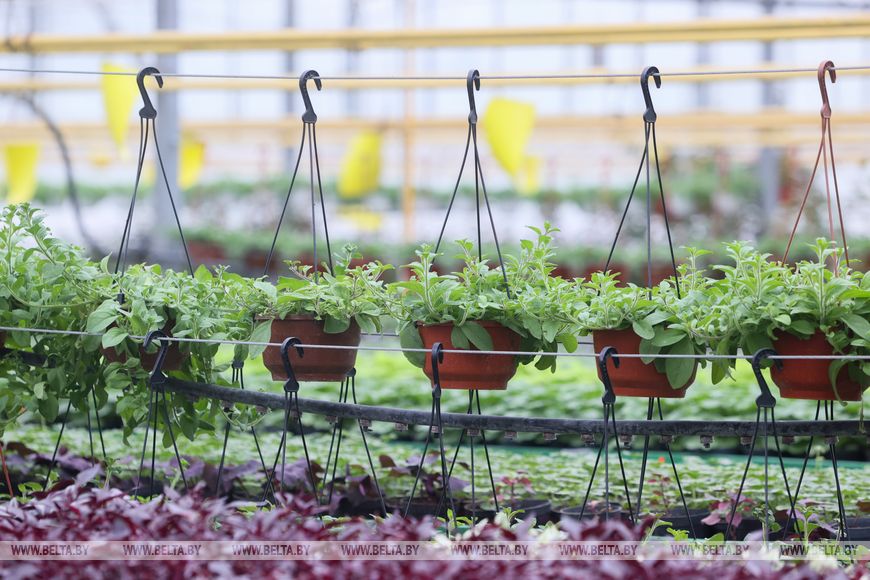 Миллион красок для любимого города: Коммунальник раскрывает цветочные планы на сезон