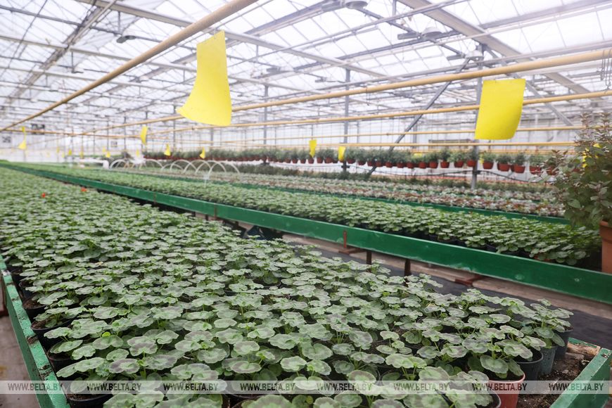 Миллион красок для любимого города: Коммунальник раскрывает цветочные планы на сезон