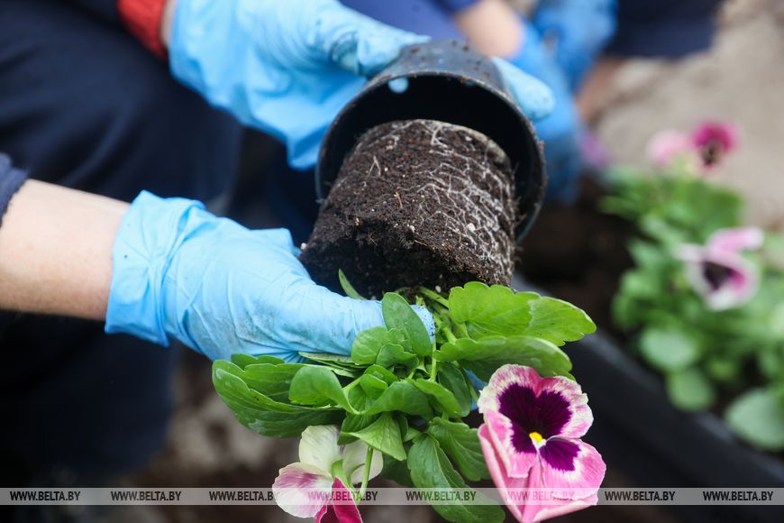 Миллион красок для любимого города: Коммунальник раскрывает цветочные планы на сезон