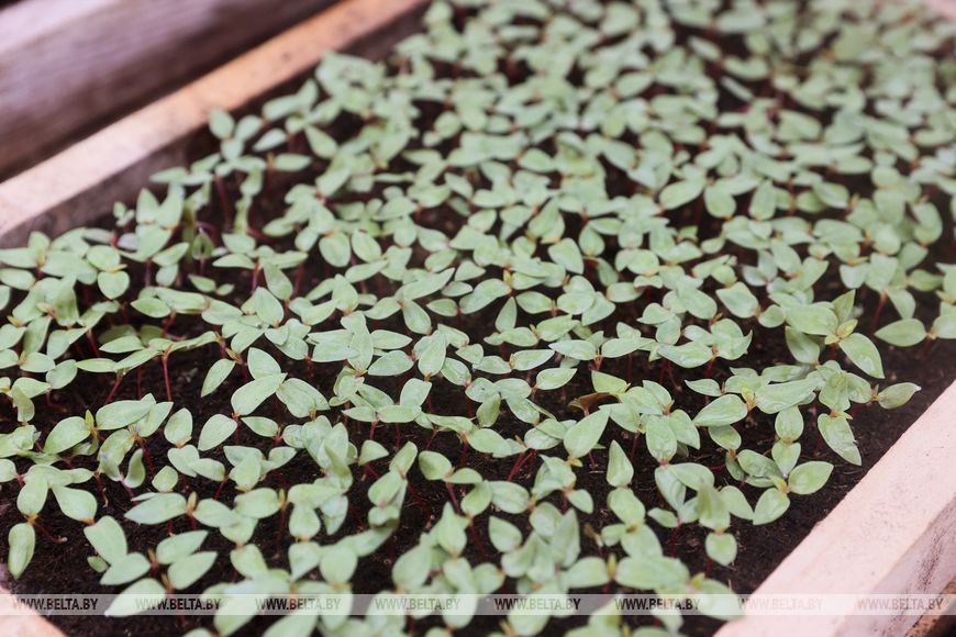 Миллион красок для любимого города: Коммунальник раскрывает цветочные планы на сезон