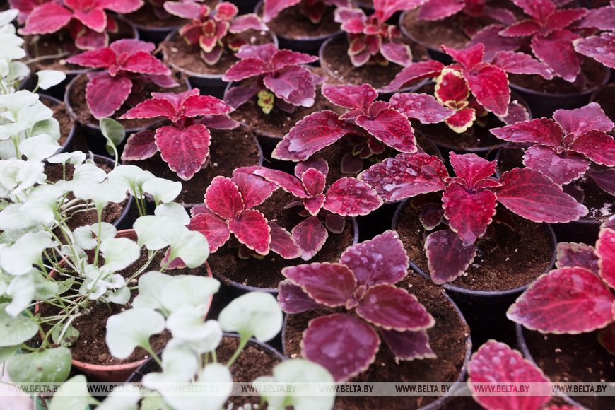 Миллион красок для любимого города: Коммунальник раскрывает цветочные планы на сезон