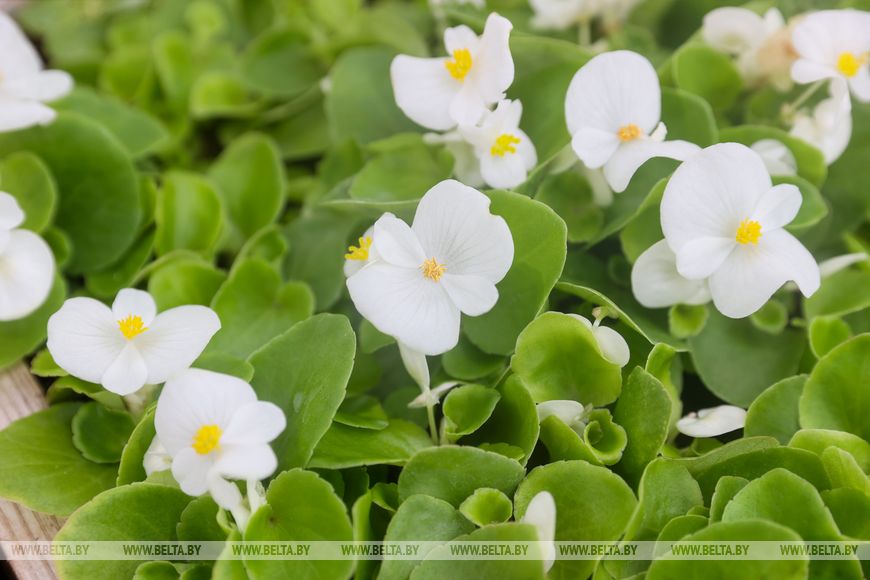 Миллион красок для любимого города: Коммунальник раскрывает цветочные планы на сезон