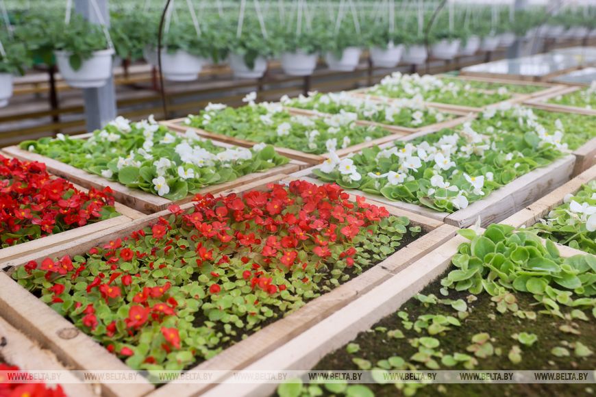 Миллион красок для любимого города: Коммунальник раскрывает цветочные планы на сезон