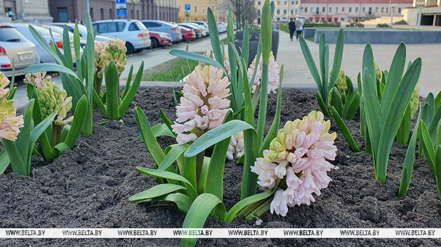 Температурные качели: на смену рекордному теплу в Беларусь придет весенняя прохлада