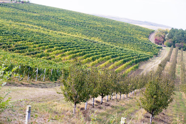 Крупнейшему производителю винограда и виноматериалов в Молдове компании Vinaria din Vale принадлежит около 2,7 млн кустов лозы