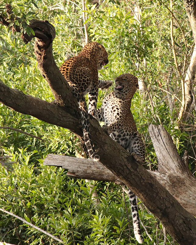 Игры африканских леопардов. Фото Викрама Редди (Индия)