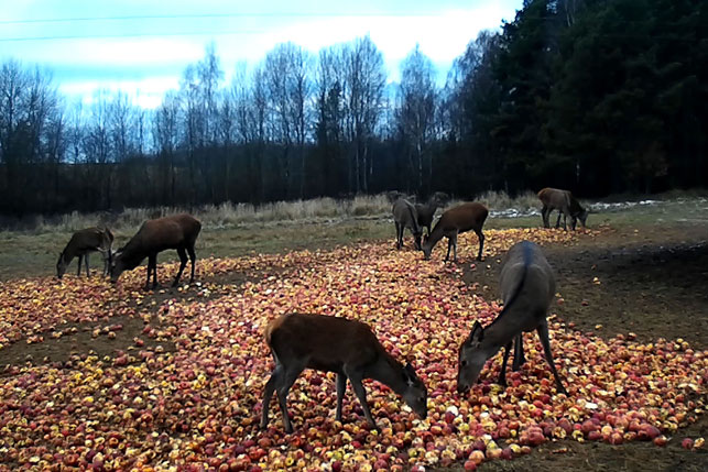 Дикие олени питаются яблоками, приготовленные егерями охотхозяйства "Белая тропа" (снимок с фотоловушки)
