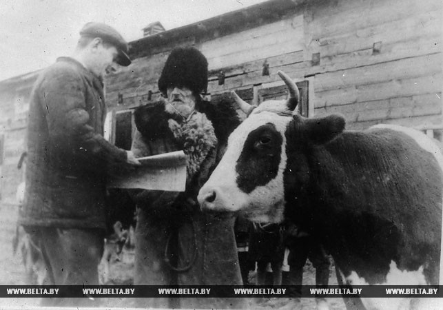 Крестьянин-бедняк В.Макарович получает корову, конфискованную у помещика. 1939 год