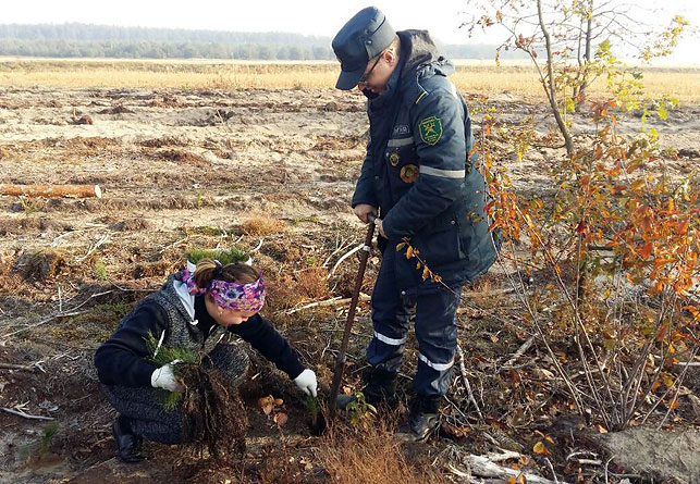 Представители таможенного поста "Домачево" занимались лесовосстановлением леса в Томашовском лесничестве, посадив там саженцы молодой сосны.