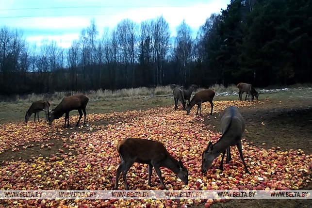 Дикие олени питаются яблоками, приготовленные егерями охотхозяйства "Белая тропа" (снимок с фотоловушки)
