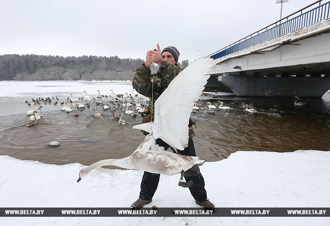 Младший научный сотрудник лаборатории орнитологии Национальной академии наук Иван Богданович взвешивает лебедя.