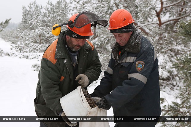 Лесники Сергей Швецов и Виктор Хоха собирают шишки на плантации в Гродненском районе.