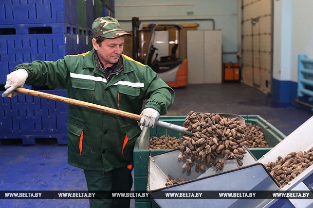 Работник лесосеменного цеха Щучинского лесхоза Николай Шляхтун сортирует шишки сосны.