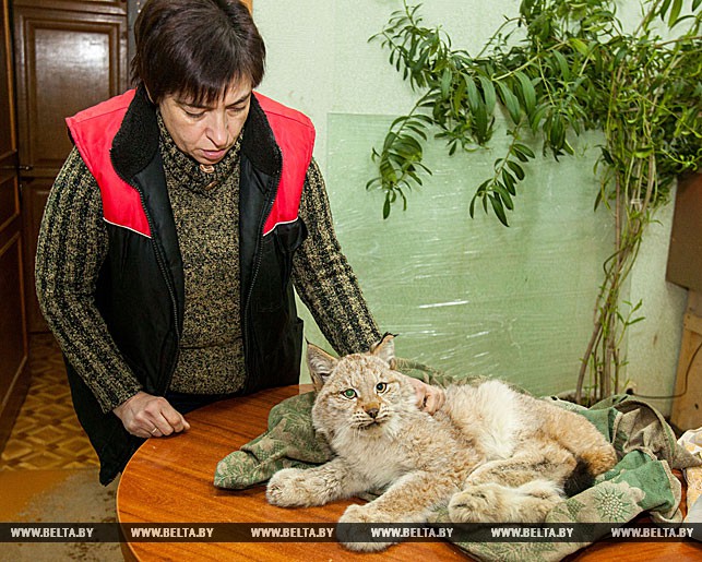 Директор зоопарка Ирина Орлова оказывает помощь раненой рыси