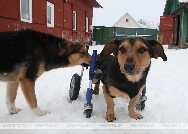 Для больной собаки, у которой работоспособные только передние лапы, сочувствующие люди передали специальную коляску