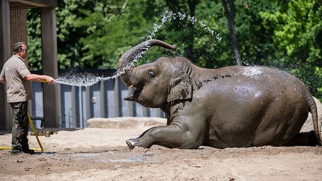 Смотрители зоопарка в Берлине помогают животным справиться со зноем. Фото EPA