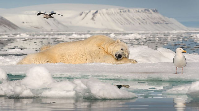Сон на льду - первое место в категории "Хрупкий лед". Фото Roie Galiti
