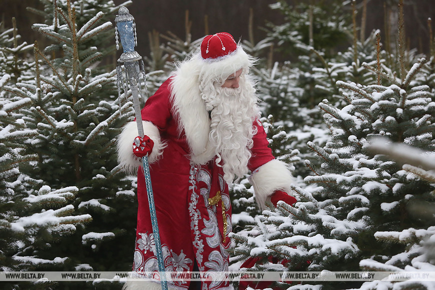 Дед Мороз выбирает елку в питомнике "Зарубичи" Гродненского района