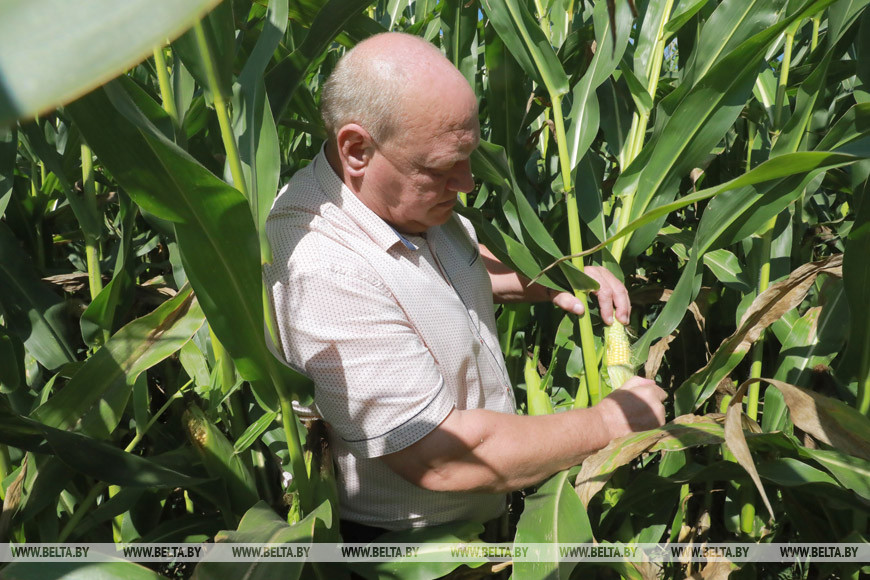 Директор КСУП "Нива-Барсуки" Иван Рыняк осматривает урожай кукурузы