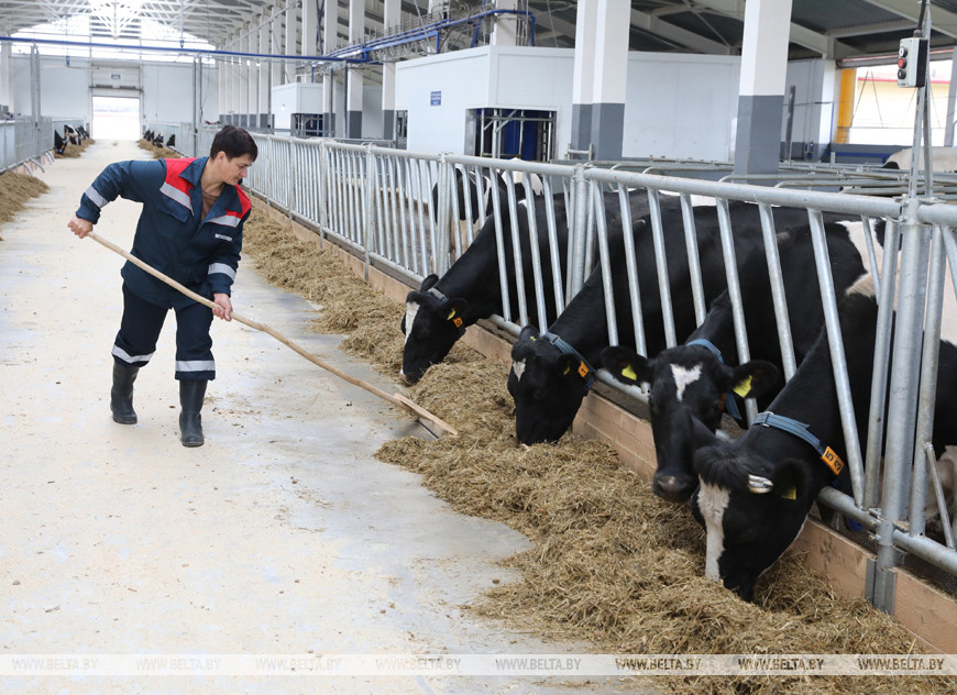 На новой молочно-товарной ферме на 1210 голов в Стайках