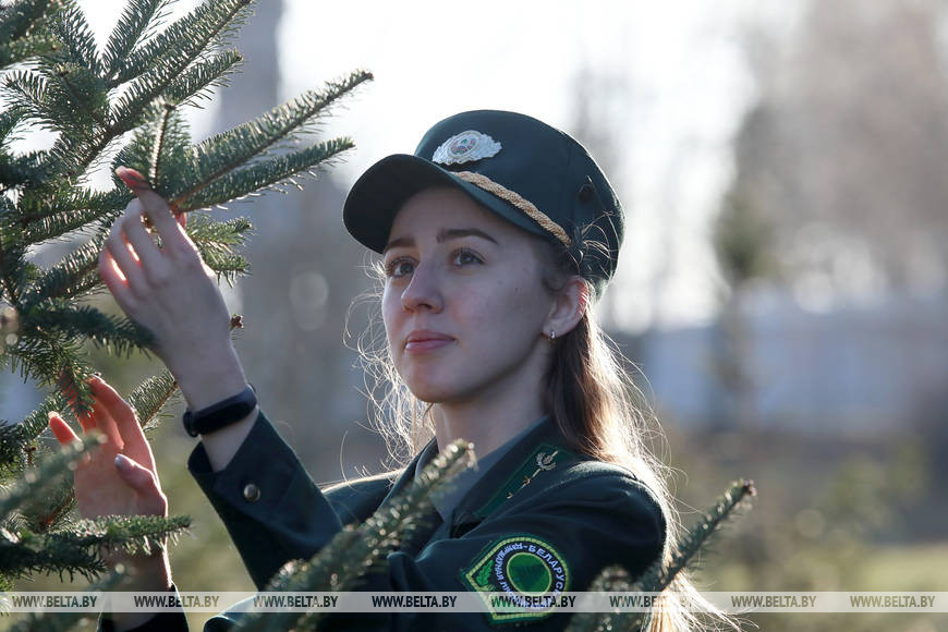 Помощник лесничего Петриковского лесхоза Екатерина Козлова готовит для реализации на новогоднем ёлочном базаре голубые ели
