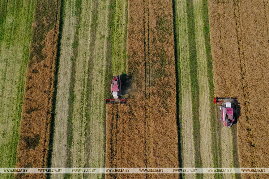 Уборка рапса