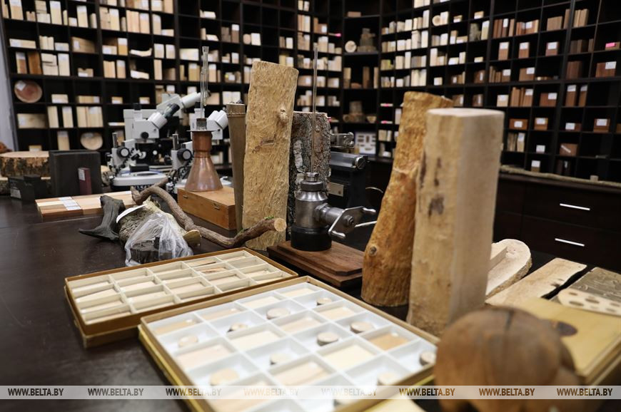 Ксилотека (коллекция образцов древесины) БГТУ