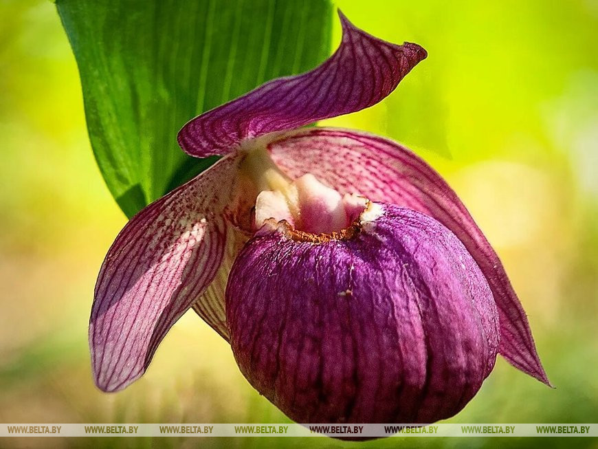 Белорусская орхидея - венерин башмачок