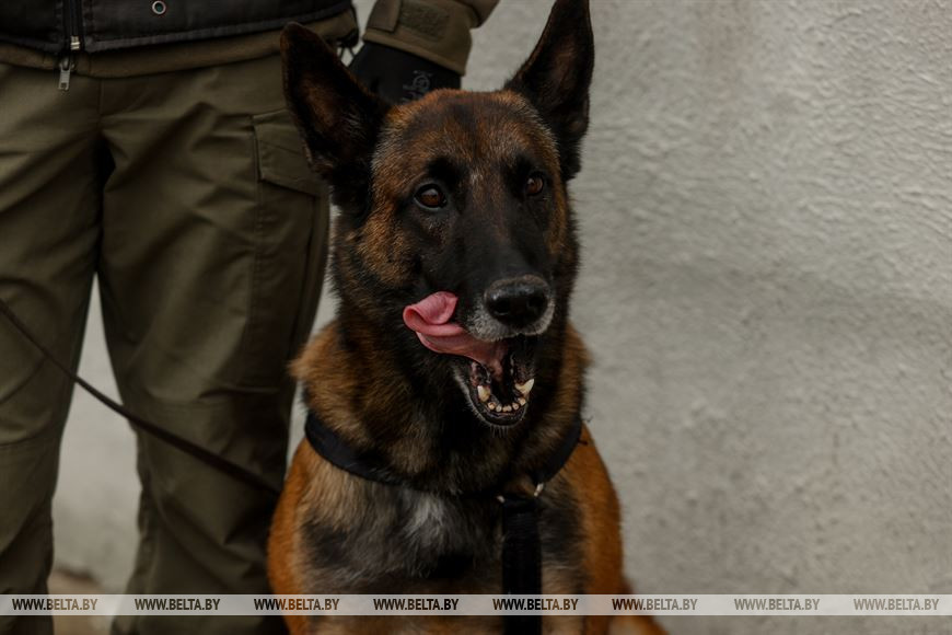 Овчарка Такер Овчарка Такер