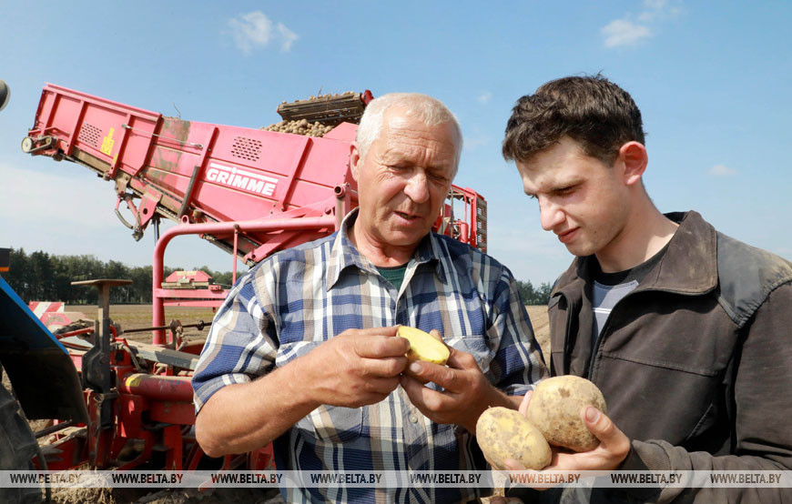 Уборка картофеля в Кировском районе, 2019 год
