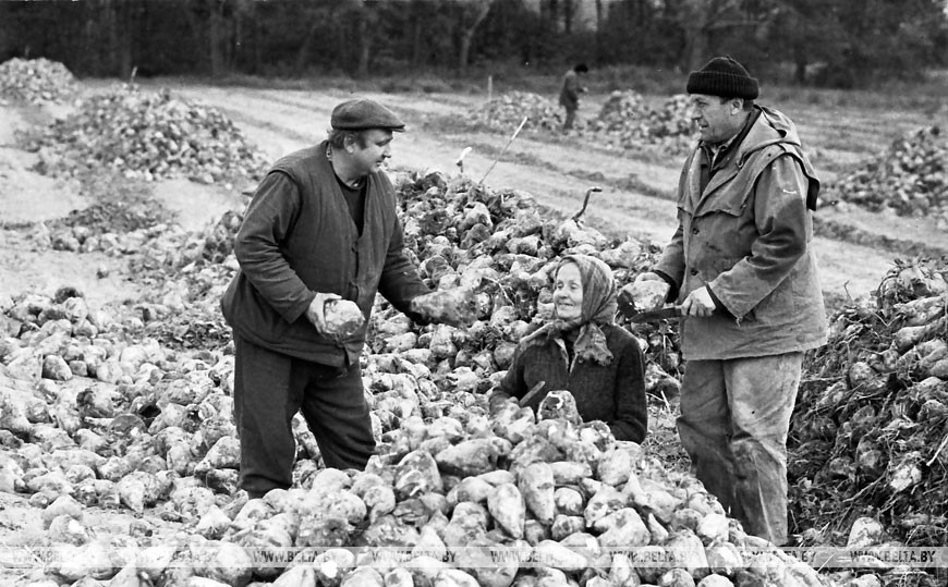 Уборка сахарной свёклы в колхозе "Заря" Кобринского района, 2000 год