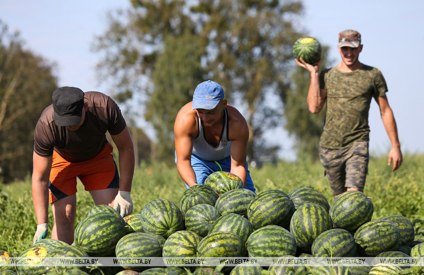 Уборка арбузов в Дрогичинском районе, 2019 год